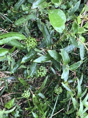 Smilax nipponica