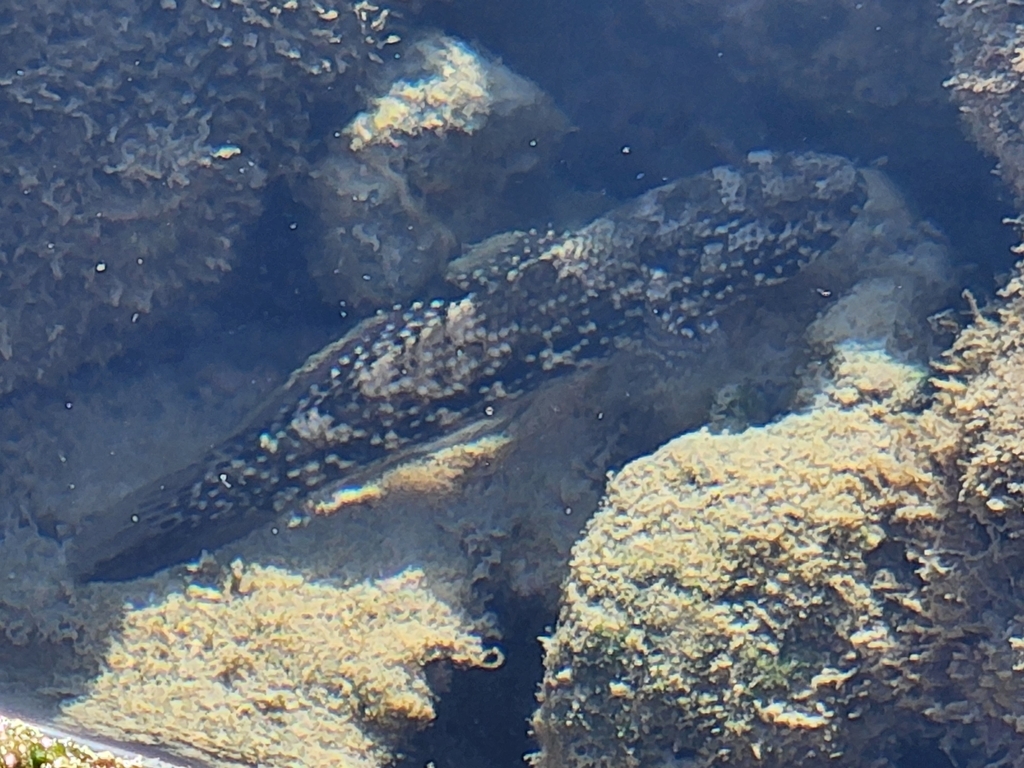 Brownlined Goby