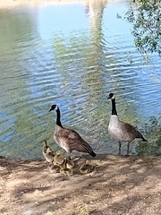 Branta canadensis
