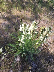 Astragalus reventiformis