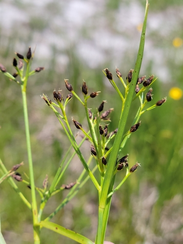 Image of Rhynchospora nitens by (c) Jay Horn, some rights reserved (CC BY)