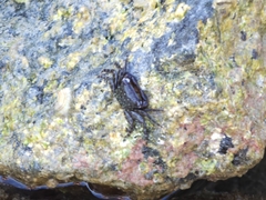 Metopograpsus thukuhar