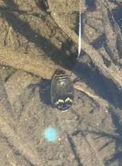 Acilius abbreviatus