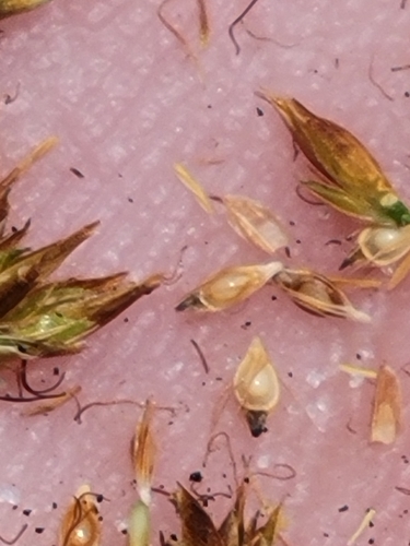 Image of Rhynchospora filifolia by (c) Jay Horn, some rights reserved (CC BY)