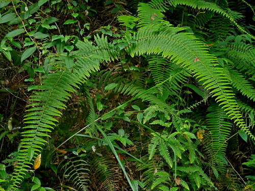 Diploterigium glaucum (Diplopterygium glaucum)