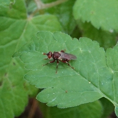 Myopa clausa