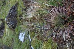 Puya clava-herculis