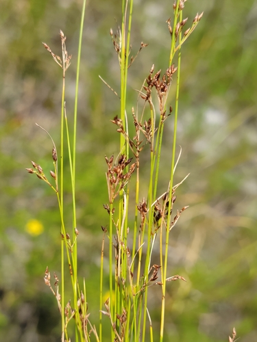 Image of Rhynchospora divergens by (c) Jay Horn, some rights reserved (CC BY)