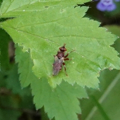 Myopa clausa