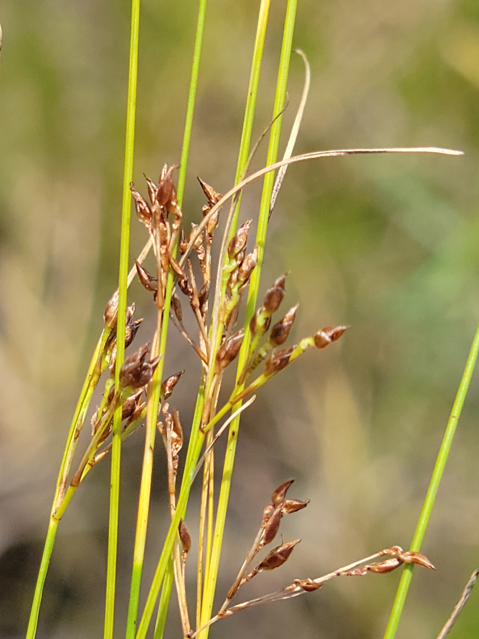 Rhynchospora divergens