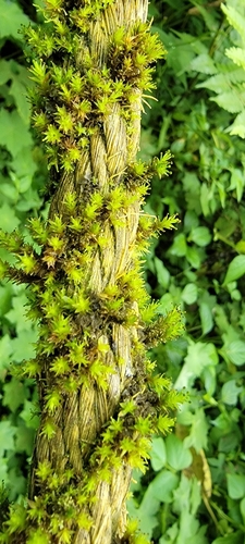 Streptopogon calymperes, 2022-05-15