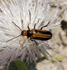 Nemognatha piazata