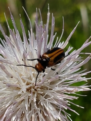 Nemognatha piazata
