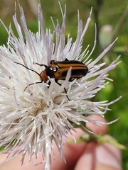 Nemognatha piazata