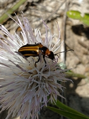 Nemognatha piazata