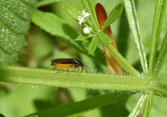 Halidamia affinis
