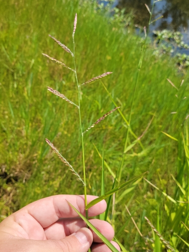 Carib grass (Urochloa polystachya)