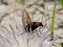 Nemognatha piazata