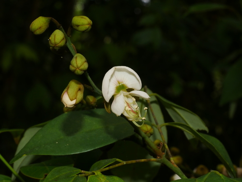 Ormosia formosana, photograph 5