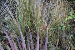 Castilleja fissifolia