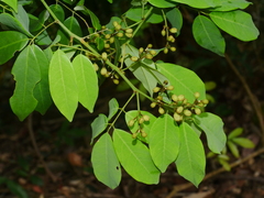 Ormosia formosana, photograph Jacy Chen, CC BY, iNaturalist via GBIF
