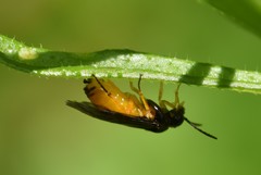 Halidamia affinis