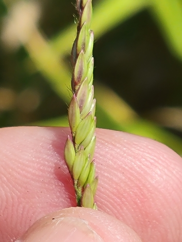 Image of Urochloa polystachya by (c) Jay Horn, some rights reserved (CC BY)