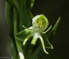 Habenaria