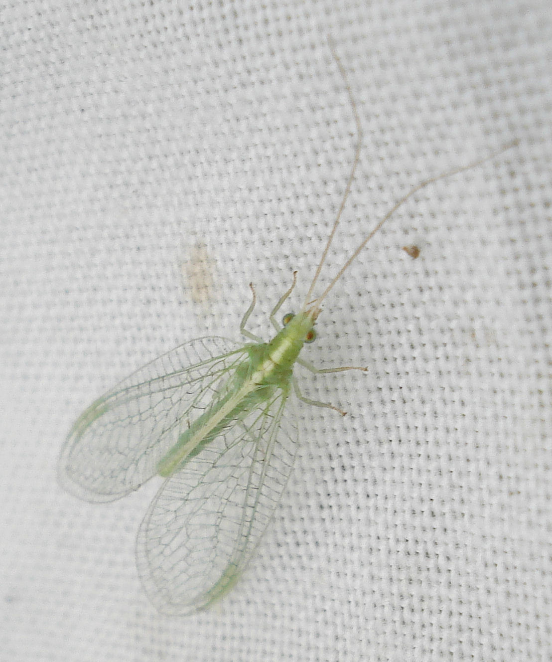 Antlions, Lacewings, and Allies (Order Neuroptera) · iNaturalist