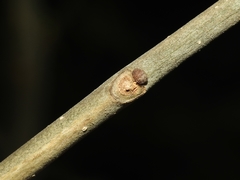 Fraxinus biltmoreana