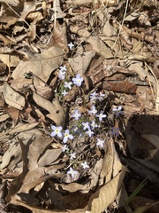 Houstonia pusilla