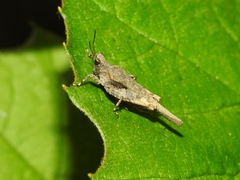 Tetrix arenosa