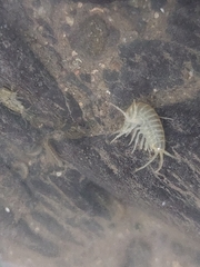 Gammarus pulex
