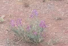 Oxytropis lambertii