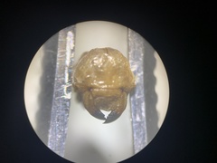 Pseudocotalpa giulianii