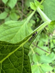 Pseudomyrmex gracilis
