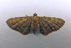 Eupithecia haworthiata