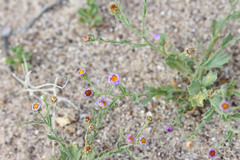 Leucosyris arida