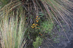 Gentianella hirculus