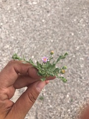 Leucosyris arida
