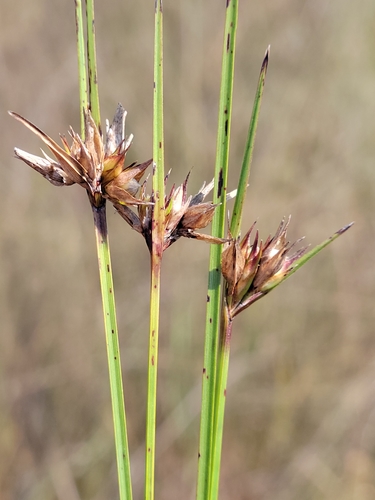 Image of Scleria baldwinii by (c) Jay Horn, some rights reserved (CC BY)