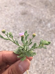 Leucosyris arida