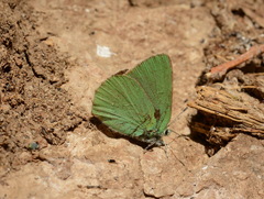 Callophrys suaveola