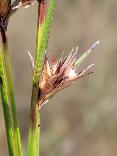 Image of Scleria baldwinii by (c) Jay Horn, some rights reserved (CC BY)