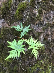 Doryopteris concolor
