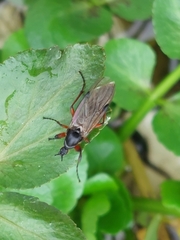 Bibio pomonae
