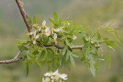 Pyrus regelii