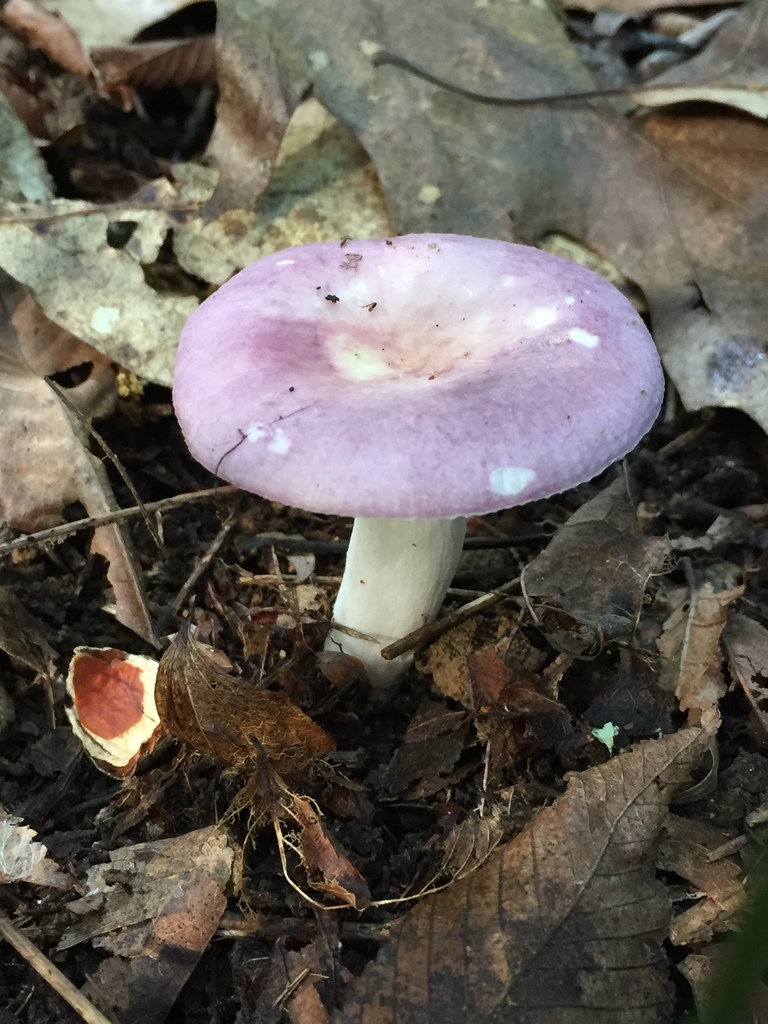 purple cap russula