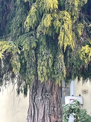Cupressoideae