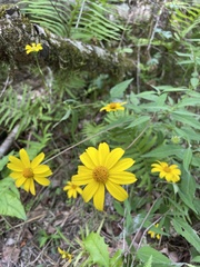 Heliopsis gracilis